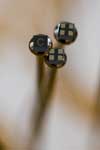 AHT- and ADT-Series Sensors fit on the head of a pin