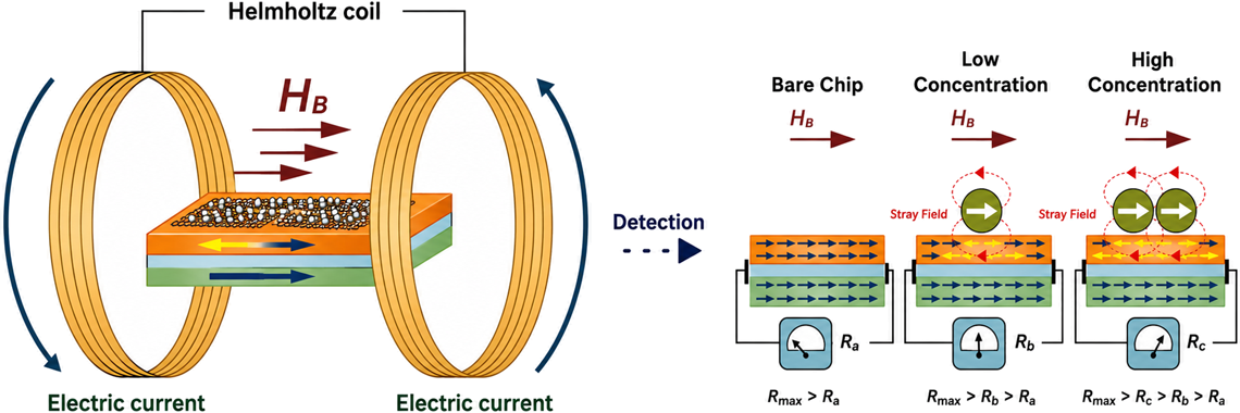 Magnetic Bead Biosensor