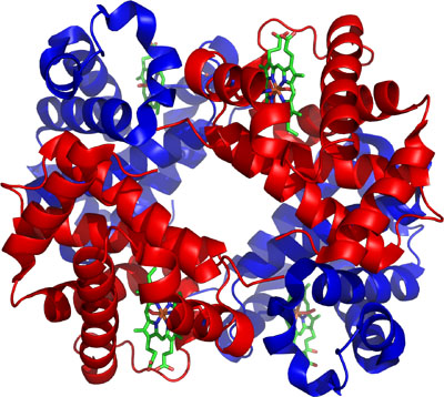 Hemoglobin